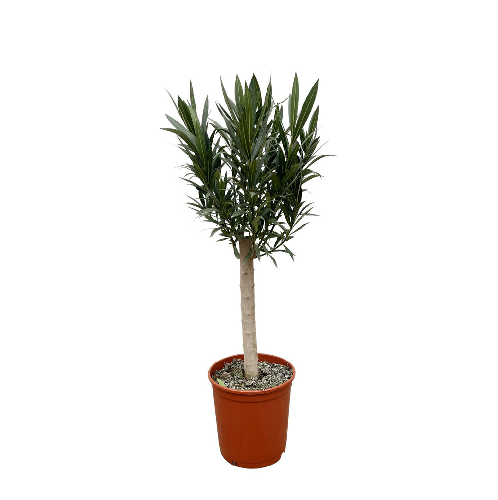 Nerium 'Oleander' standard – Ø22 cm, 110 cm high – white