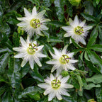 Passiflora 'Avalanche' (Passionsblume) – weiß – 2 Pflanzen, Ø 11 cm, 40 cm hoch