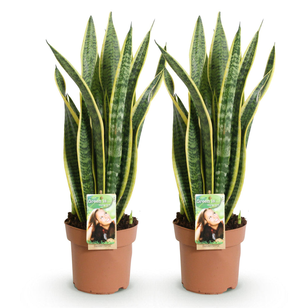 2× Sanseveria Laurentii (Sansevieria) – Ø17 cm, 60–70 cm hoog