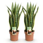 2× Sanseveria Laurentii (Sansevieria) – Ø17 cm, 60–70 cm hoog