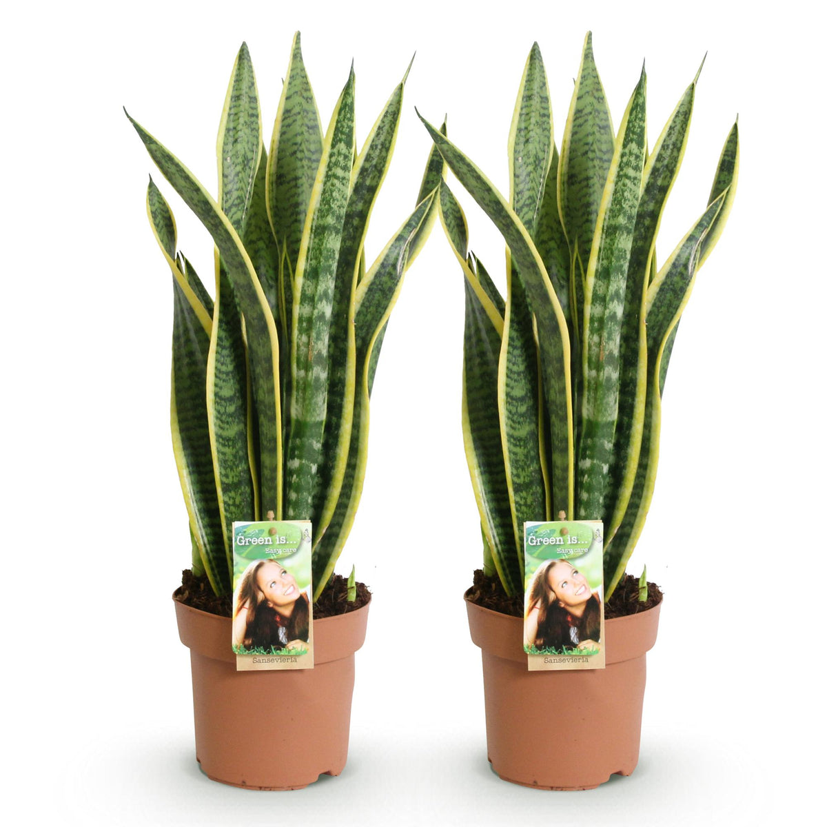 2× Sanseveria Laurentii (Sansevieria) – Ø17 cm, 60–70 cm hoog