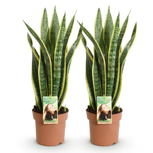 2× Sansevieria Laurentii (Bogenhanf) – Ø 17 cm, 60–70 cm hoch