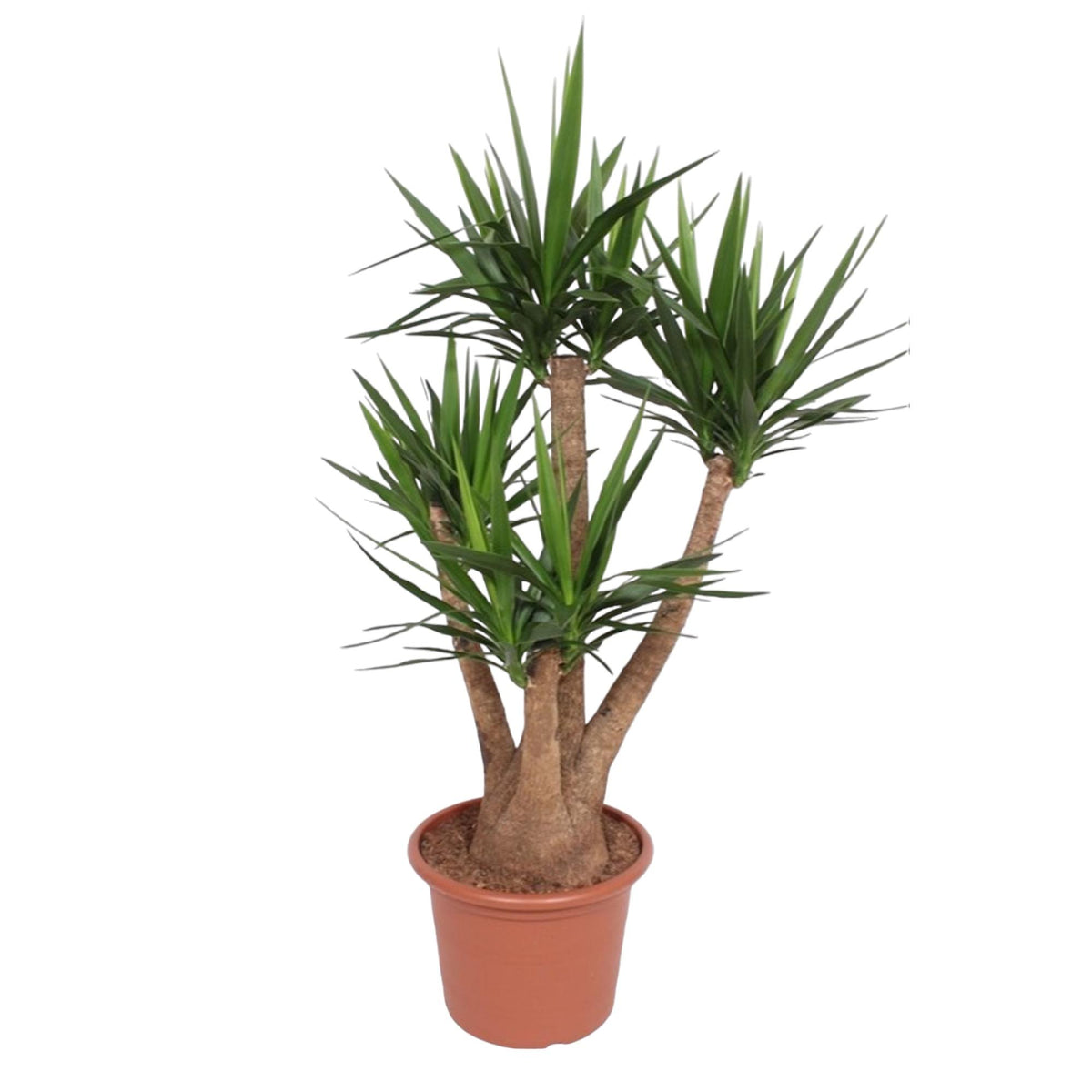 Yucca elephantipes verzweigt – Ø 45 cm, 170 cm hoch