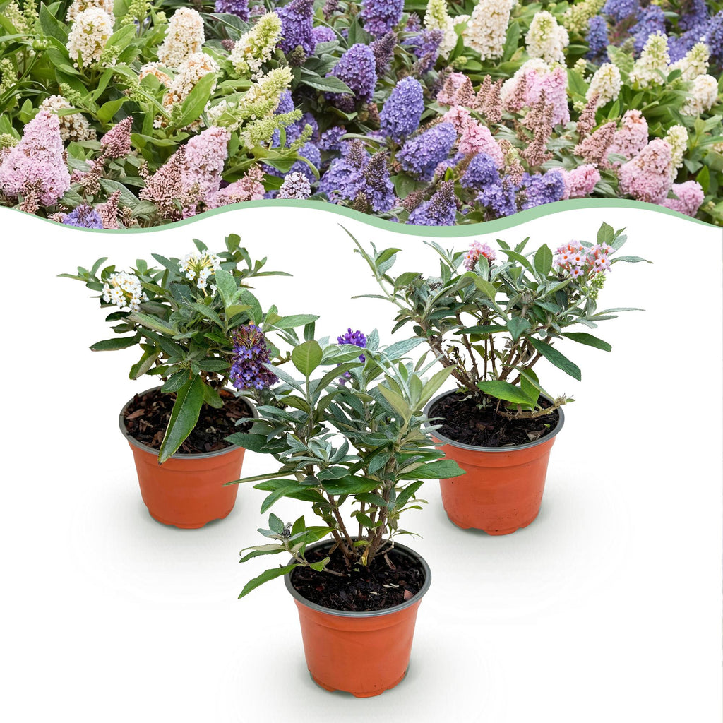 Buddleja davidii 'Butterfly Candy Little Tricolour' (Fliederblume) – rosa-weiß-lila – 3 Pflanzen, Ø12 cm, 20–25 cm hoch