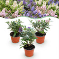 Buddleja davidii 'Butterfly Candy Little Tricolour' (Fliederblume) – rosa-weiß-lila – 3 Pflanzen, Ø12 cm, 20–25 cm hoch