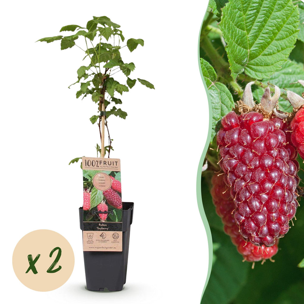 Rubus log. 'Tayberry' (braamboos) – 2 planten, Ø15 cm, 50 cm hoog