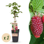 Rubus log. 'Tayberry' (braamboos) – 2 planten, Ø15 cm, 50 cm hoog