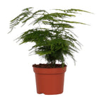 Asparagus Setaceus (asparagusvaren) – Ø12 cm, 35 cm hoog