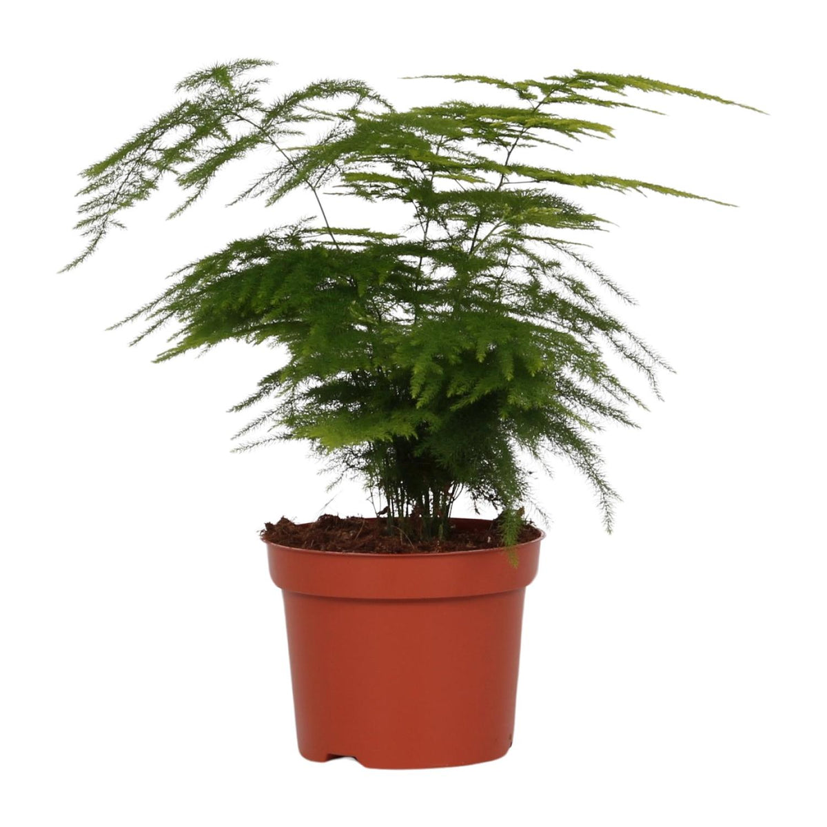 Asparagus Setaceus (asparagusvaren) – Ø12 cm, 35 cm hoog