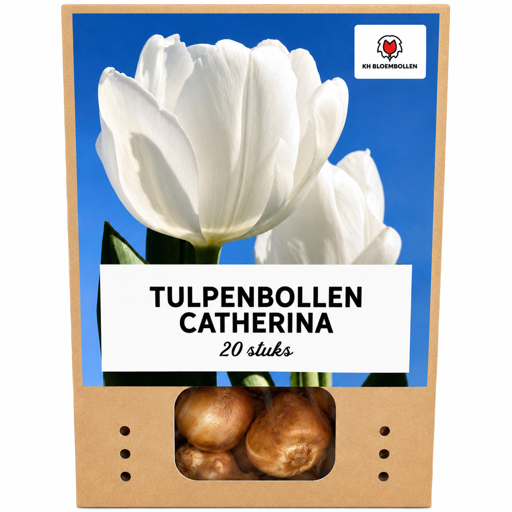 Tulp 'Catherina' – 20 bloembollen (bolmaat 11/12)