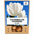 Tulp 'Catherina' – 20 bloembollen (bolmaat 11/12)