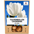 Tulp 'Catherina' – 20 bloembollen (bolmaat 11/12)
