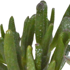 15× Cactus en vetplanten mix (Cactaceae) in witte pot – Ø7 cm, 13 cm hoog