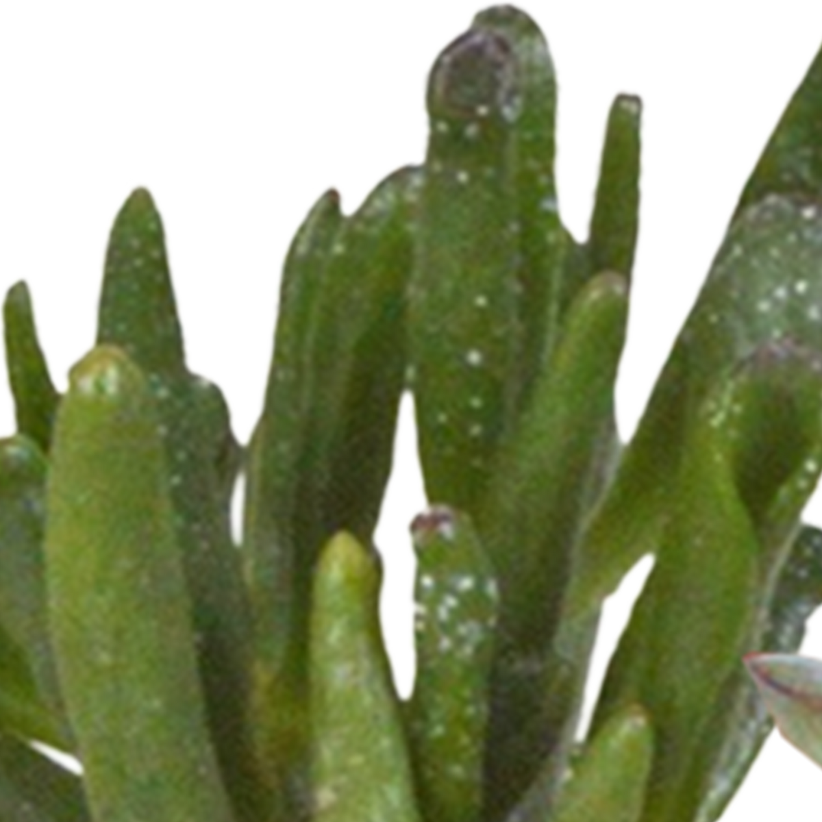 15× Cactus en vetplanten mix (Cactaceae) in witte pot – Ø7 cm, 13 cm hoog – foto 18