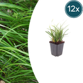 Carex morrowii (laîche) – 12 plantes, Ø9 cm, 10–25 cm de haut