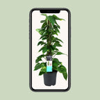Epipremnum (scindapsus) – Ø19 cm, 80 cm hoog