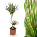 Dracaena marginata Bicolor (Drachenbaum) – Ø 21 cm, 90–100 cm hoch