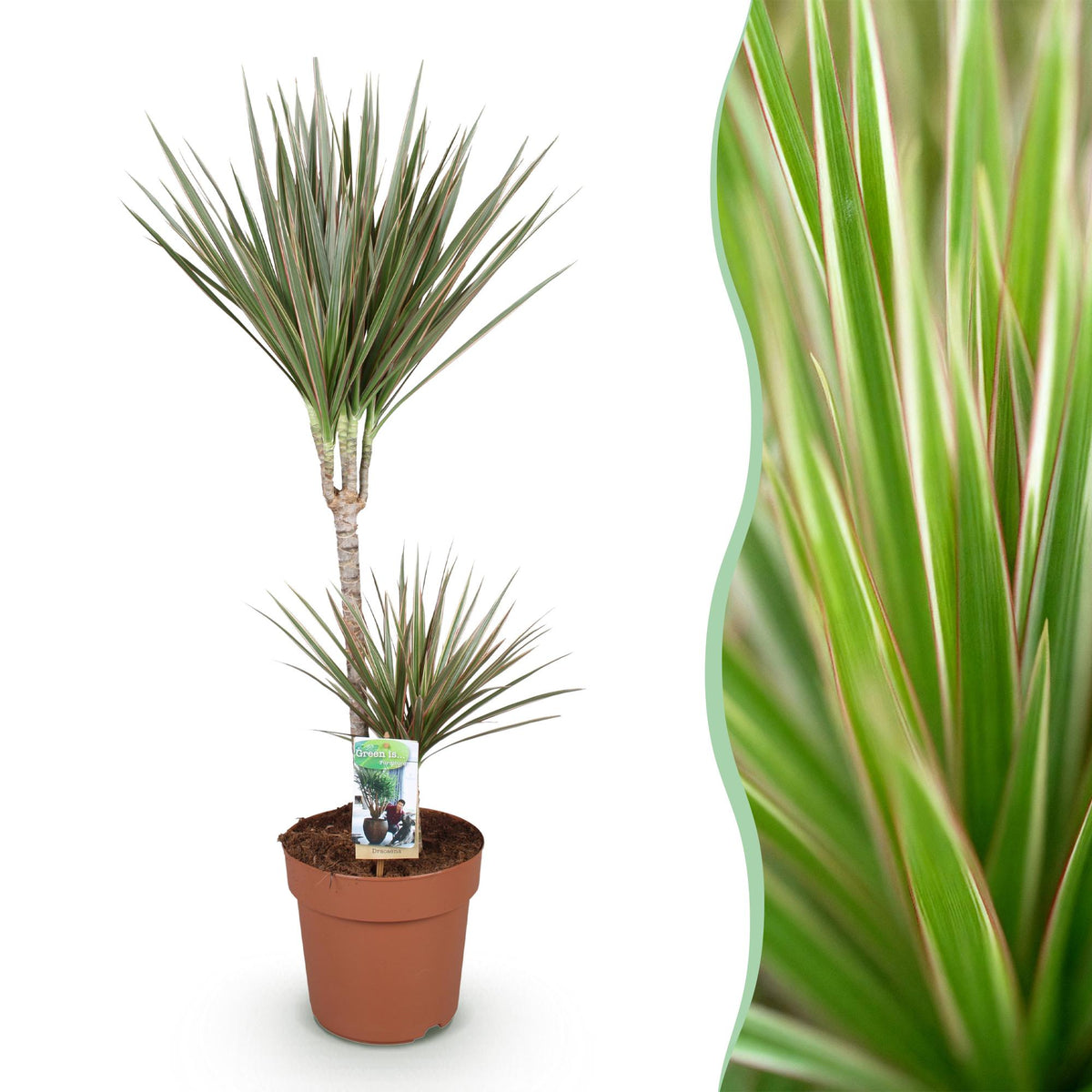 Dracaena marginata Bicolor (drakenboom) – Ø21 cm, 90–100 cm hoog