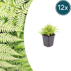 Dryopteris filix-mas (Wurmfarn) – 12 Pflanzen, Ø9 cm, 10–25 cm hoch
