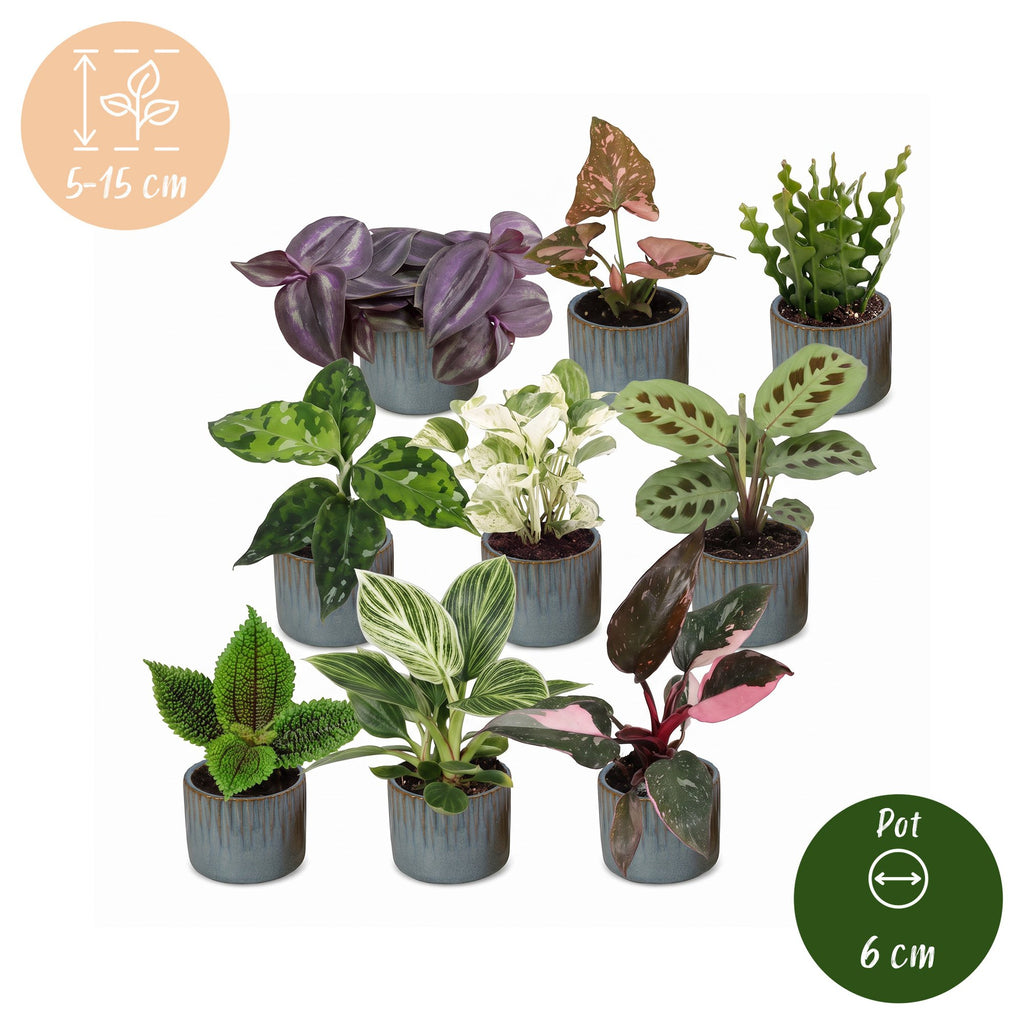9× overraskelsesæske med stueplanter inkl. Linnea Misty Blue – Ø6 cm, 5–15 cm høj – billede 6