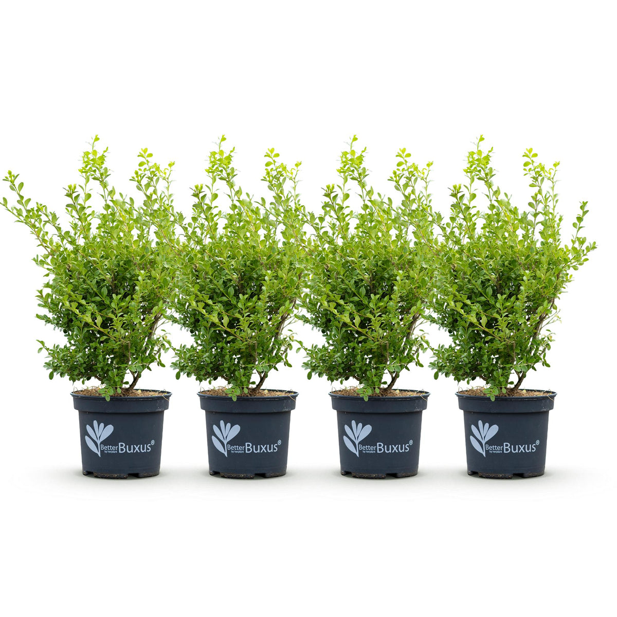 Buxus – 4 Pflanzen, Ø 19 cm, 50–55 cm hoch