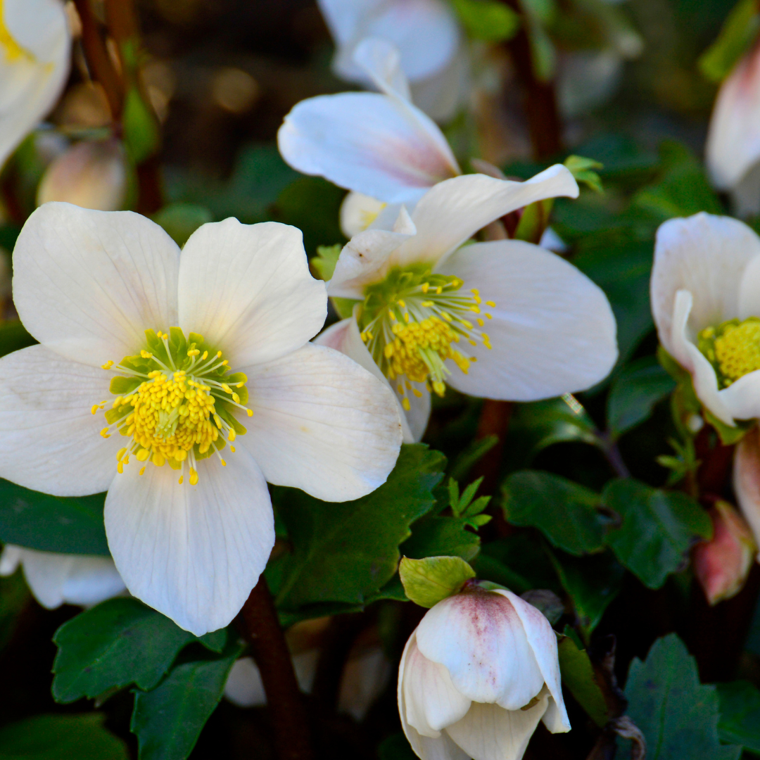 Helleborus orientalis (Christrose) – 12 Pflanzen, Ø 9 cm, 10–25 cm hoch – Bild 8