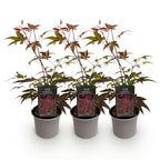 Acer palmatum 'Atropurpureum' (Japanese maple) – purple – 3 plants, Ø12 cm, 35 cm high
