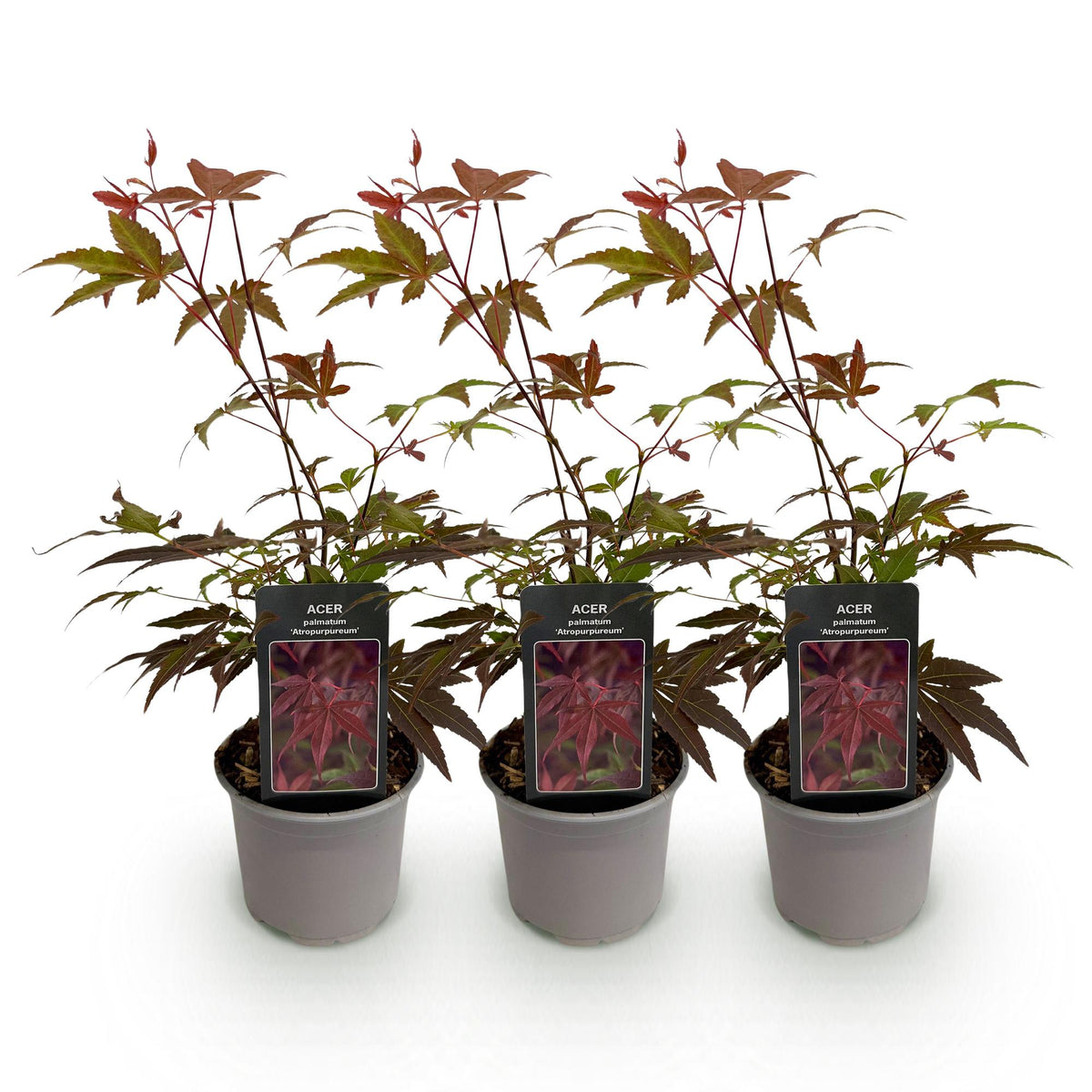 Acer palmatum 'Atropurpureum' (Japanese maple) – purple – 3 plants, Ø12 cm, 35 cm high – photo 2