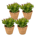 4× Crassula ovata (plante à jade) avec panier – Ø12 cm, 16 cm de haut