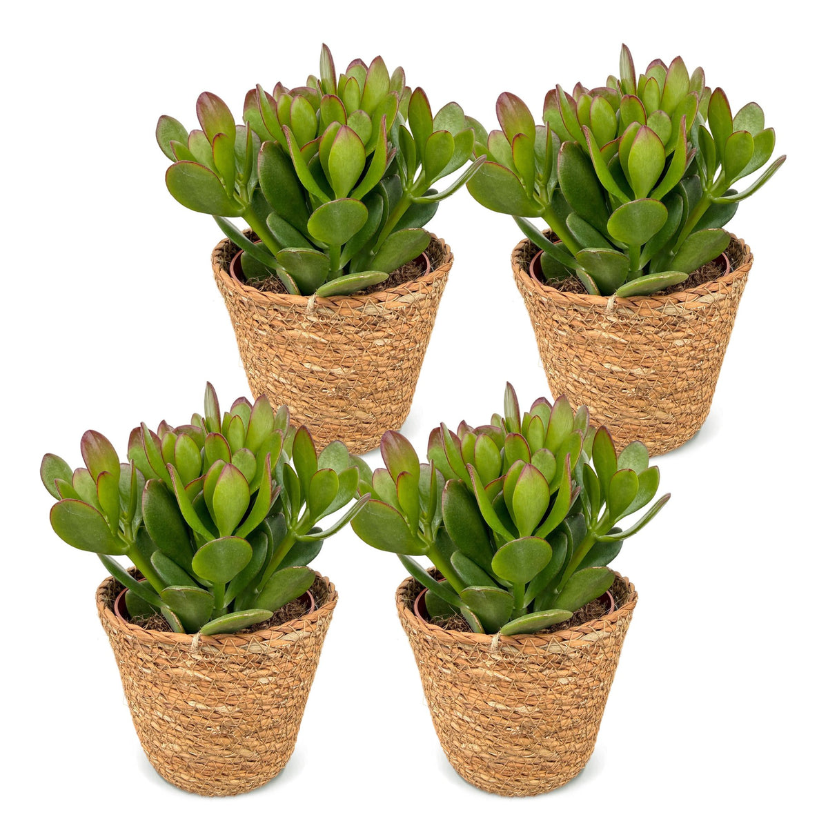 4× Crassula ovata (plante à jade) avec panier – Ø12 cm, 16 cm de haut