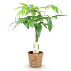 Pachira aquatica mit geflochtenem Stamm (Geldbaum) und Korb – Ø 17 cm, 60–70 cm hoch