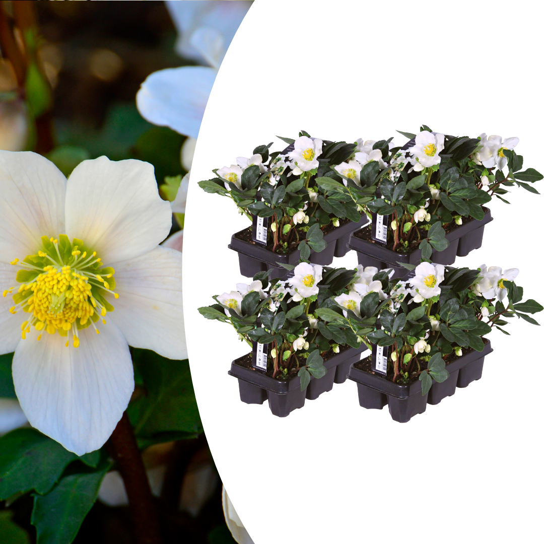 Helleborus niger 'Christmas Carol' (kerstroos) – 24 planten, 15 cm hoog