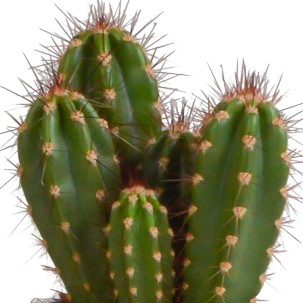 Cereus-Mix (Cactaceae) im weißen Topf – Ø 11 cm, 23 cm hoch