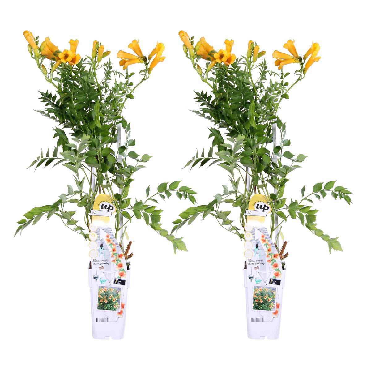 Campsis 'Summer Jazz Gold Trumpet' (Trompeten-Kletterpflanze) – 2 Pflanzen, Ø 15 cm, 65 cm hoch