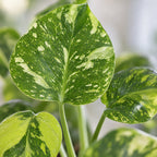 Monstera deliciosa Electro Light (plante percée) – Ø6 cm, 18 cm de haut