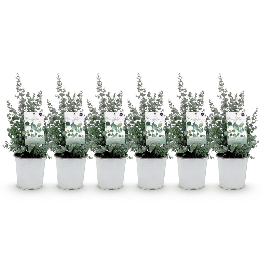Eukalyptusbaum – 6 Pflanzen, Ø 17 cm, 40 cm hoch – Bild 2