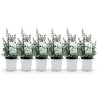 Eukalyptusbaum – 6 Pflanzen, Ø 17 cm, 40 cm hoch