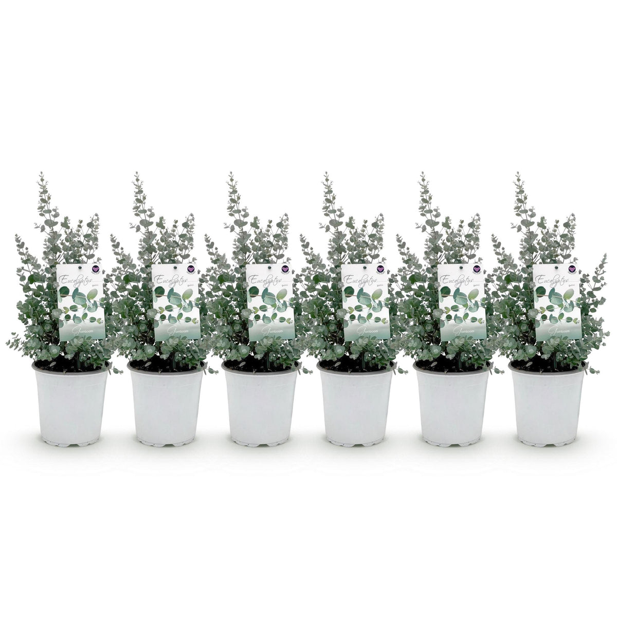 Eukalyptusbaum – 6 Pflanzen, Ø 17 cm, 40 cm hoch – Bild 2