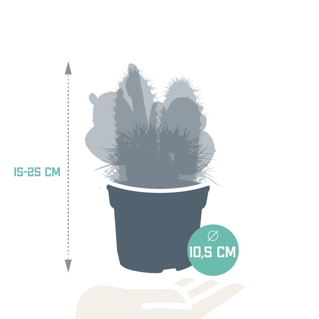 Kaktusmix (Cactaceae) uden urtepotte – Ø12 cm, 27 cm høj