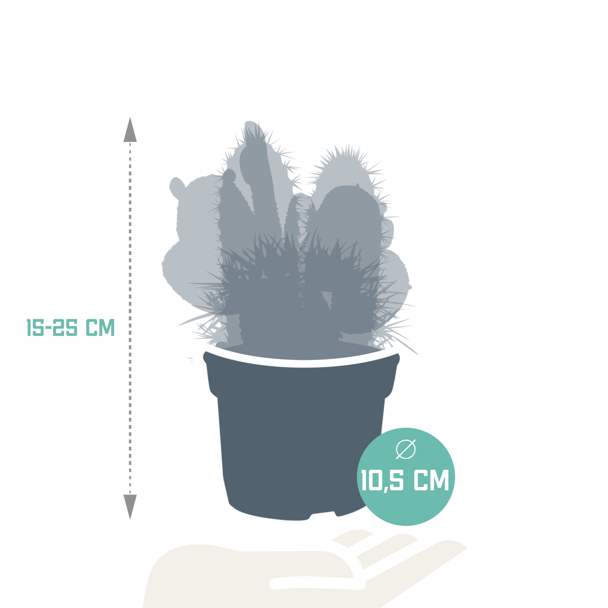 Kaktusmix (Cactaceae) uden urtepotte – Ø12 cm, 27 cm høj