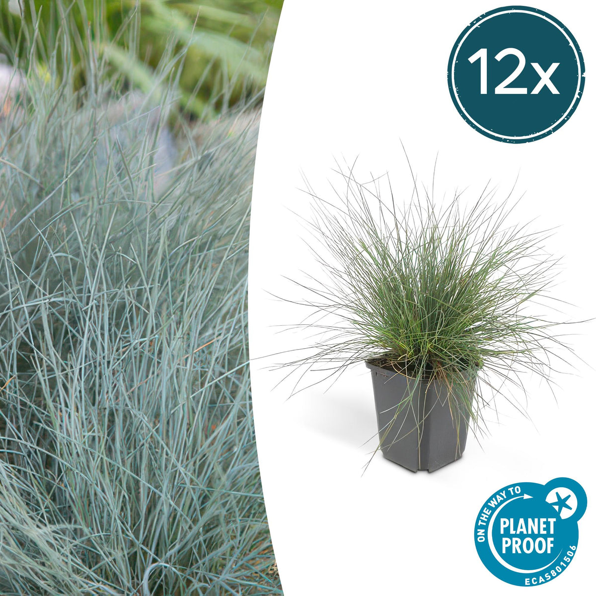 Festuca glauca 'Elijah Bleu' (blue fescue) – 12 plants, Ø9 cm, 10–25 cm high – photo 2