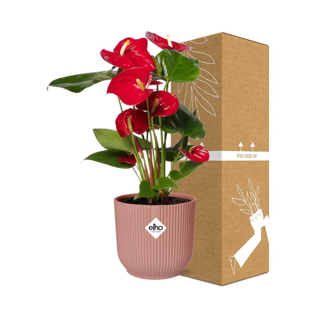 Anthurium Red 12 cm i ELHO Vibes Fold 14 cm pink (brændende kærlighed) – 40 cm høj