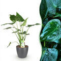 Alocasia Cucullata (olifantsoor) in Potter-sierpot grijs – Ø21 cm, 65–70 cm hoog