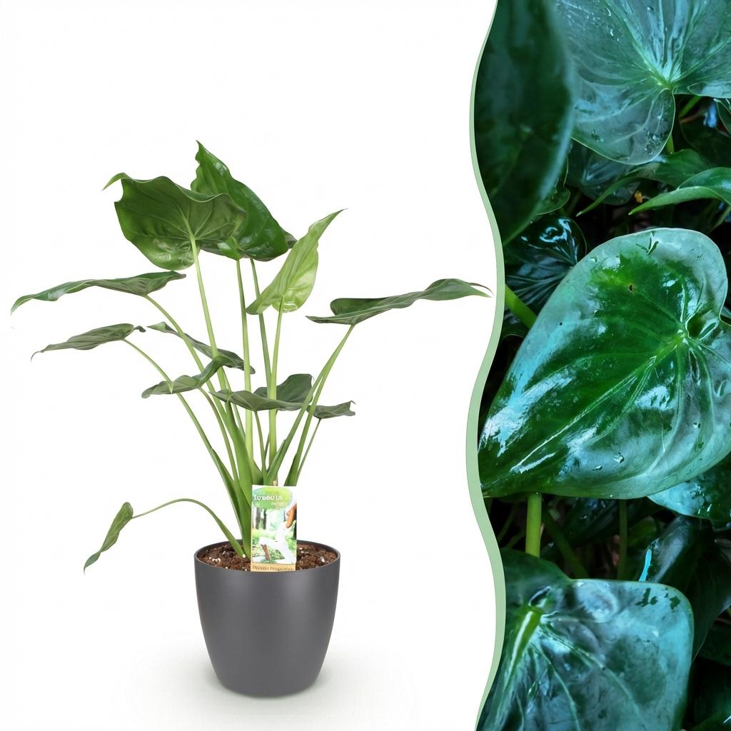 Alocasia Cucullata (elefantøre) i Potter-pyntepotte grå – Ø21 cm, 65–70 cm høj