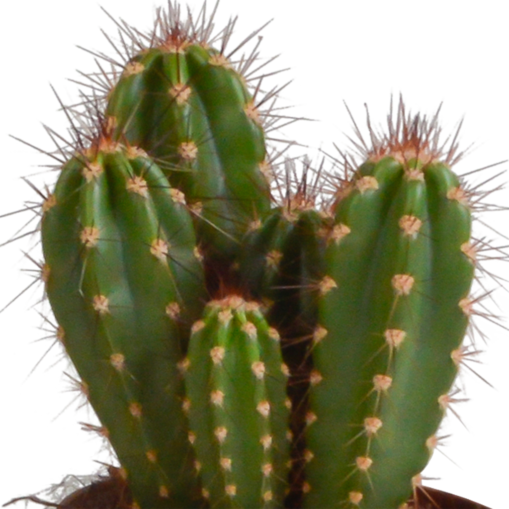 Cereus mix (Cactaceae) – Ø11 cm, 23 cm hoog – foto 5