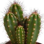 Cereus mix (Cactaceae) – Ø11 cm, 23 cm hoog