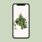 Cissus Rhombifolia Ellen Danica – Ø17 cm, 70 cm hoog