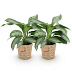 2× Aglaonema Silver Bay met mand – Ø17 cm, 70–75 cm hoog