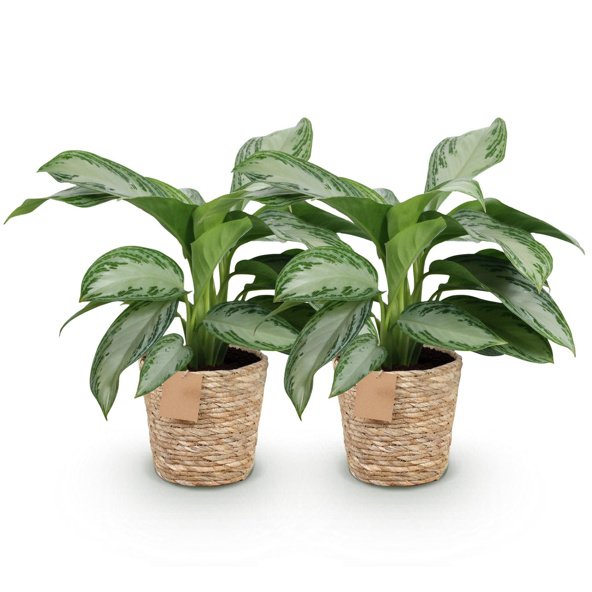 2× Aglaonema Silver Bay med kurv – Ø17 cm, 70–75 cm høj