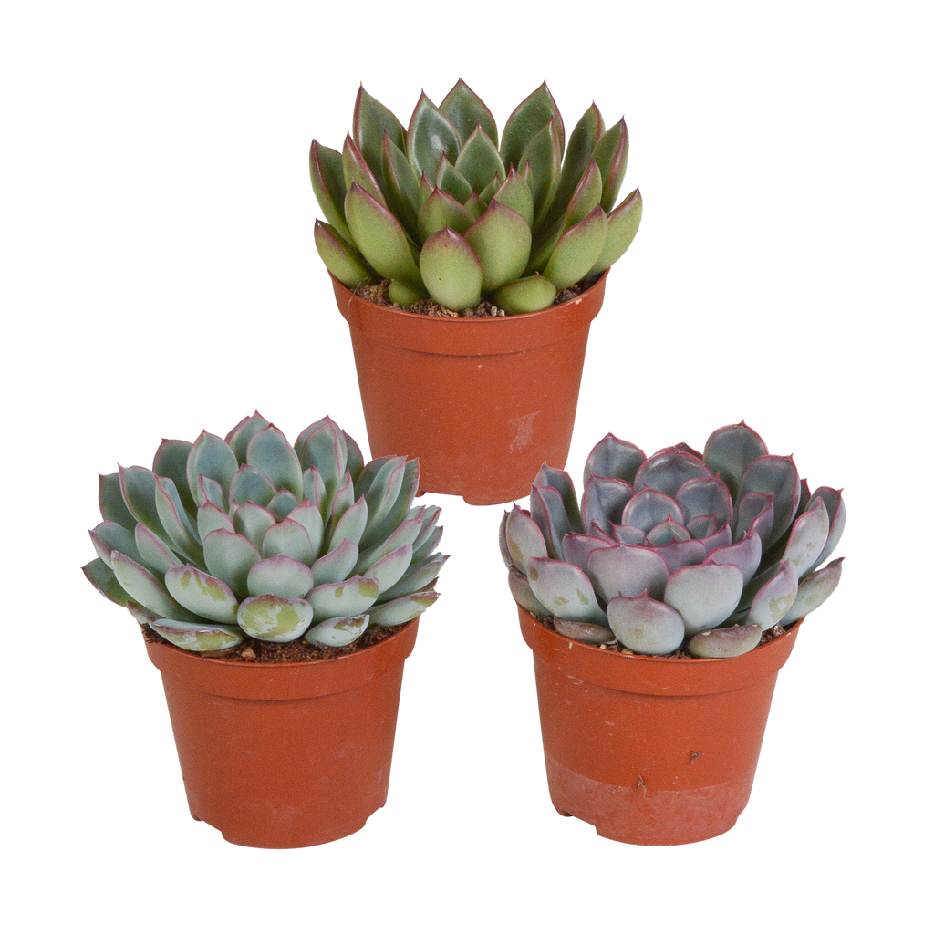 Echeveria mix zonder sierpot – Ø9 cm, 15 cm hoog